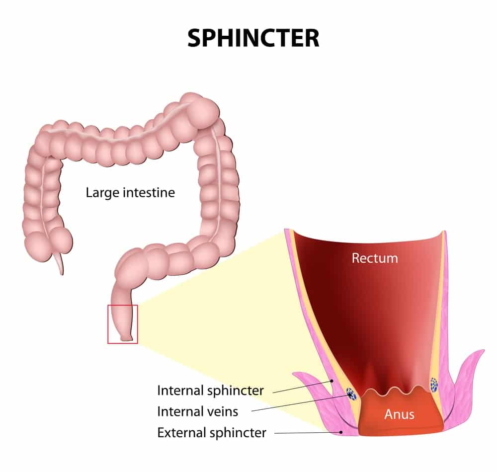 sphincter