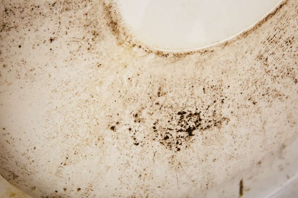 causes of black mold in toilet bowl